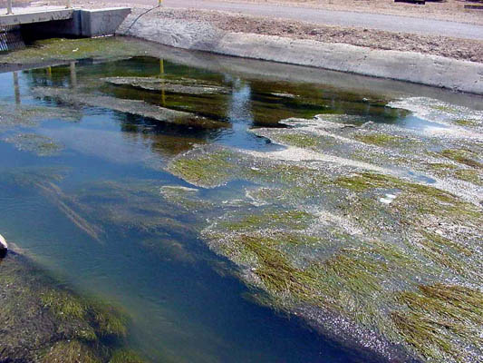Moss and other vegetation grows in a canal.